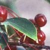 Malus baccata 'Jackii', fruit