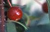 Malus baccata 'Jackii', fruit