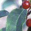 Malus baccata 'Jackii', fruit