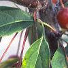 Malus baccata 'Jackii', fruit