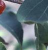 Malus baccata 'Jackii', fruit