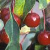 Malus baccata 'Jackii', fruit