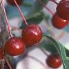 Malus baccata 'Jackii', fruit