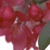 Malus x 'Centurion', flowers