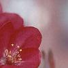 Malus x 'Centurion', flowers