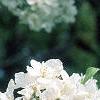 Malus 'David', flowers