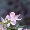 Malus floribunda, flowers