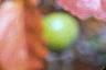 Malus ioensis, fruit