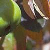 Malus ioensis, fruit