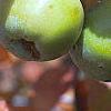 Malus ioensis, fruit