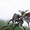 Malus 'Liset', flowers