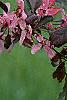 Malus 'Liset', flowers