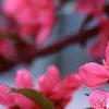 Malus 'Prairifire', flowers
