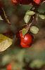 Malus 'Ralph Shay', fruit