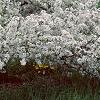 Malus sargentii, habit