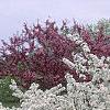Malus sargentii, habit
