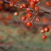 Malus 'Snowdrift', fruit