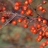 Malus 'Snowdrift', fruit