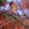 Malus 'Snowdrift', fruit