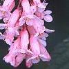 Neillia sinensis, flowers