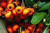 Pyracantha crenatoserrata 'Graberi', fruit