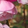Rosa 'Hall Plot', flowers