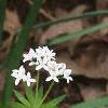 Galium odoratum, habit