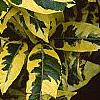 Gardenia augusta 'Variegata', leaves