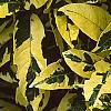 Gardenia augusta 'Variegata', leaves