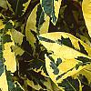 Gardenia augusta 'Variegata', leaves