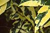 Gardenia augusta 'Variegata', leaves