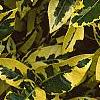 Gardenia augusta 'Variegata', leaves