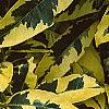 Gardenia augusta 'Variegata', leaves