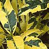 Gardenia augusta 'Variegata', leaves