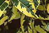 Gardenia augusta 'Variegata', leaves