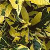 Gardenia augusta 'Variegata', leaves