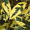 Gardenia augusta 'Variegata', leaves