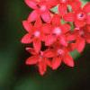 Pentas nobilis, flowers