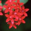 Pentas nobilis, flowers