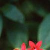 Pentas nobilis, flowers