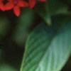 Pentas nobilis, flowers