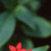 Pentas nobilis, flowers