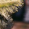 Salix caprea, flowers
