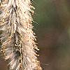 Salix gracilistyla, flowers