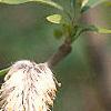 Salix gracilistyla, flowers