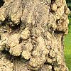 Salix matsudana 'Tortuosa', bark