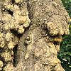 Salix matsudana 'Tortuosa', bark