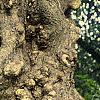 Salix matsudana 'Tortuosa', bark