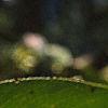 Salix pentandra, fruit