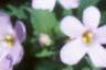 Bacopa 'Giant Snowflake', flowers